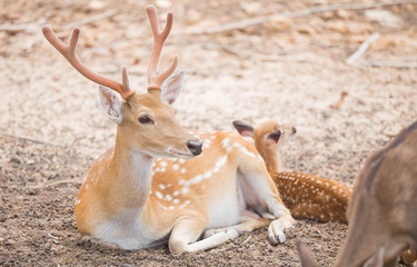 Deer sleeping
