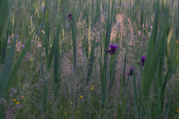 Na łące © Tomek Kiecana