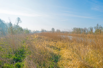 Spring along a lake at sunrise 