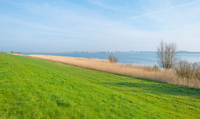 Spring along a lake at sunrise 
