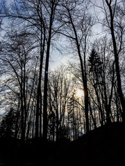 Drzewa na tle zachodzącego słońca