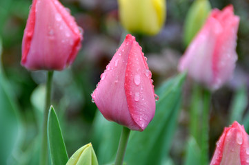 Tulip half open after Rain