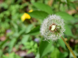 タンポポの綿毛/Puffball