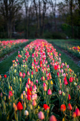 Tulpenfeld im Sonnenaufgang