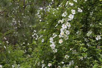 Mass of overgrown Cherokee Rose flowers on vine growing wild