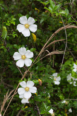 Three Cherokee Rose flowers in a vertical line