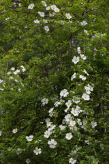 Overgrown Cherokee Rose vine growing wild