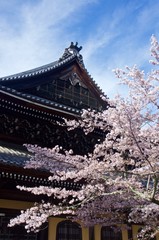 京都・南禅寺法堂と桜 (Nanzenji Temple and cherry blossoms)