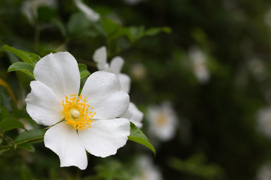 Closeup white Cherokee Rose flower with pollen