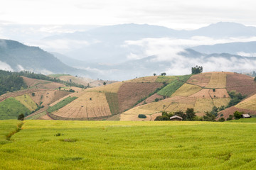 Rice fields in the morning misty, Mae Chaem, Chiang Mai, Thailand © phatthanun