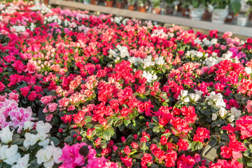 azalea in shop for greenhouse cultivation of indoor flowers