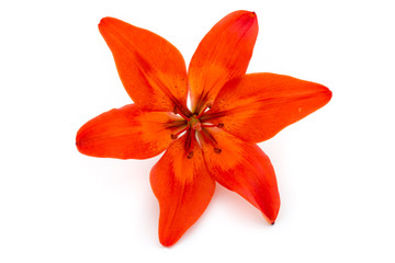 Lily flower with buds isolated on a white background.