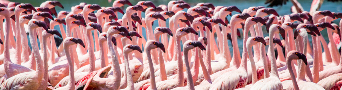 Fototapeta Big group flamingos on the lake. Kenya. Africa. Nakuru National Park. Lake Bogoria National Reserve. An excellent illustration.