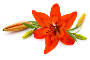 Lily flower with buds isolated on a white background.