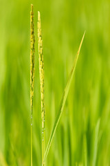 Paddy rice.