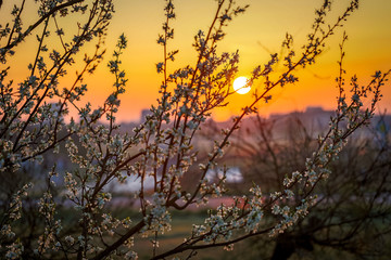 Malerischer Sonnenaufgang vor blühenden Bäumen im Frühling in Rheinhessen