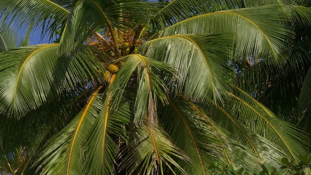 summer time coco palm tree top freedom beach 4k phuket thailand
