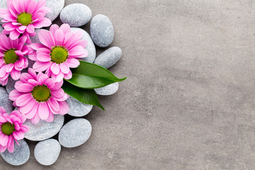 Fototapeta na wymiar Spa stones and flowers on grey background.