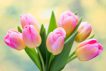 Obrazy na Plexi  Wiosenne kwiaty. Bukiet tulipanów na tle bokeh.