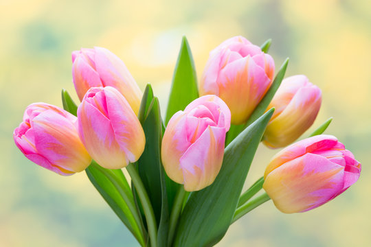 Fototapeta Wiosenne kwiaty. Tulipanowy bukiet na bokeh tle.