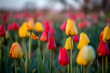 Tulpenfeld im Sonnenaufgang