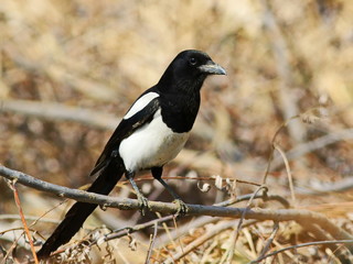 Eurasian Magpie on branch, pica pica