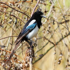 Eurasian Magpie on branch, pica pica