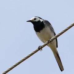 White Wagtail on wire , Motacilla alba
