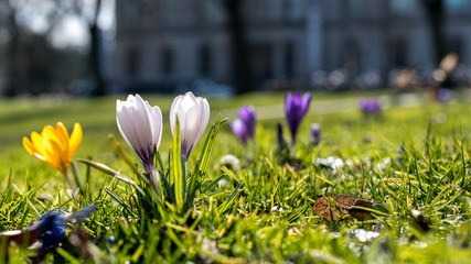 some crocus flowers isolated on a green meadow, in bright white yellow and purple color
