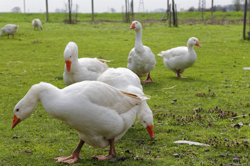 outdoor geese