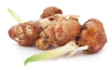 Kaempferia galanga known as aromatic ginger