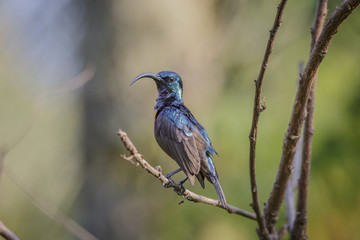 Isolated Long Billed Purple Sun Bird