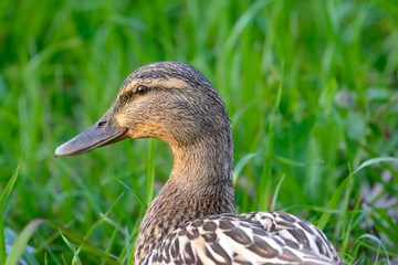 Confident Female Mallard Duck with Green Background Selective Focus