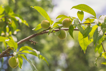 Peach Tree with Baby Peaches