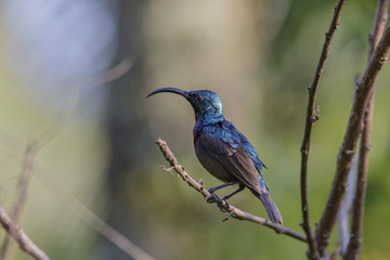 Isolated Long Billed Purple Sun Bird