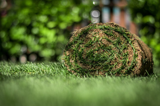 Rollrasen im Garten verlegen