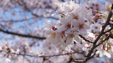 桜