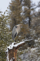 Great Blue Heron