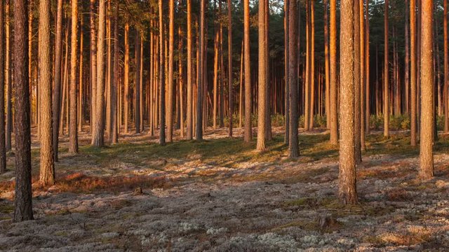 Zoom in pine forest in sunsets. Characteristic for scots pine forests on sandy soils in northern Europe: Sweden, Finland, Baltic states etc. Forest stand structure is typical for commercial forests.