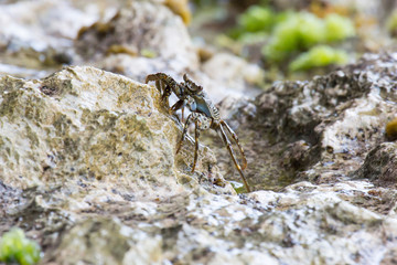 Krebs in der Karibik (Curacau)
