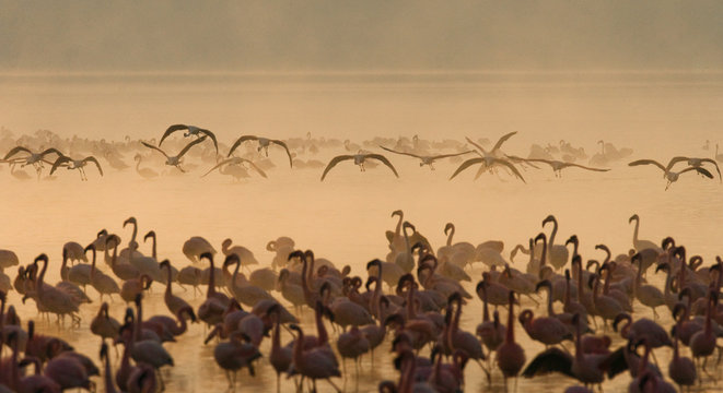 Flamingo on the lake early in the morning in fog. Soft Image. Kenya. Africa. Nakuru National Park. Lake Bogoria National Reserve. An excellent illustration.