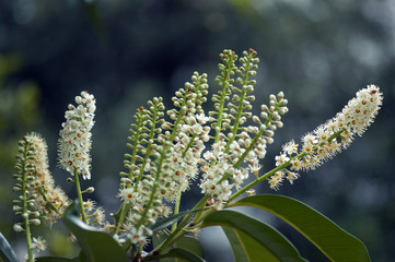 Tree branches cherry-laurel with blossoming flowers