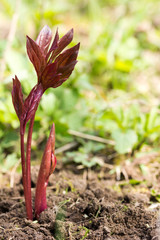 Maroon sprout peony growing out of the ground in spring. Selective focus, shallow depth of field. with space for text