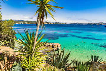 Mediterranean plants beautiful bay seaside of Cala Fornells Majorca Spain