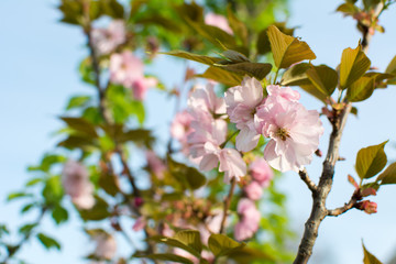 Cherry blossom flowers on a tree