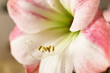 Amaryllis in bloom. Nature background.