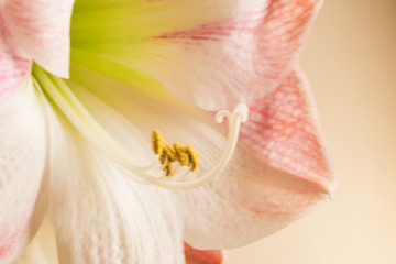 Fototapeta na wymiar Amaryllis in bloom. Nature background.