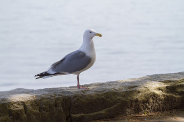 Seagull Standing on a Concrete Ledge