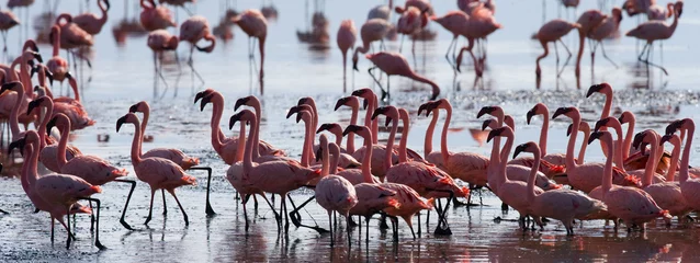 Poster Flamingos on the lake. Kenya. Africa. Nakuru National Park. Lake Bogoria National Reserve. An excellent illustration. © gudkovandrey