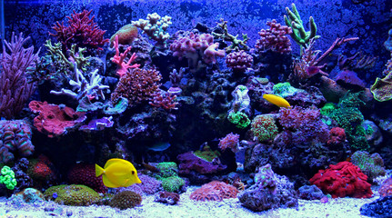 Amazing Coral Reef Aquarium moment - obrazy, fototapety, plakaty